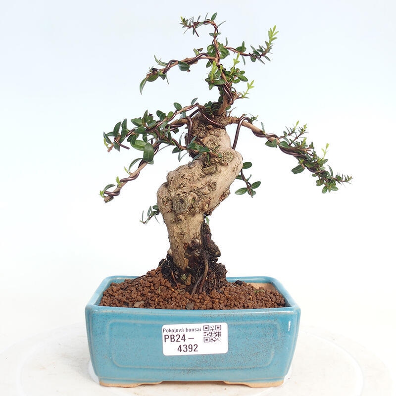 Pokojová bonsai - Myrtus communis - Myrta obecná