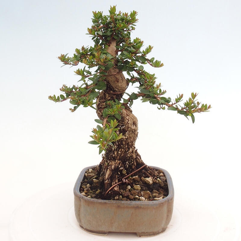 Pokojová bonsai - Myrtus communis - Myrta obecná