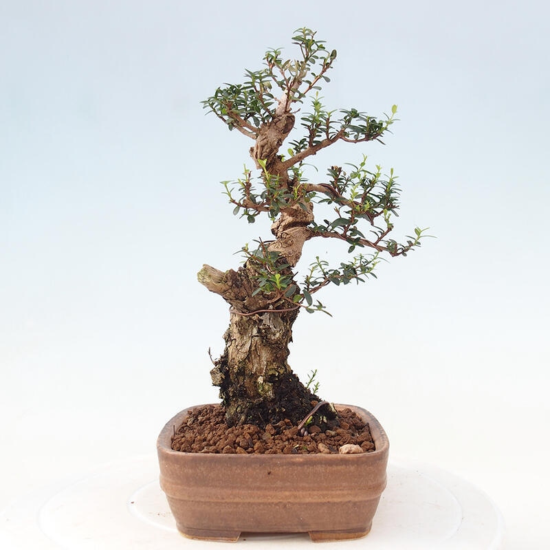 Pokojová bonsai - Myrtus communis - Myrta obecná