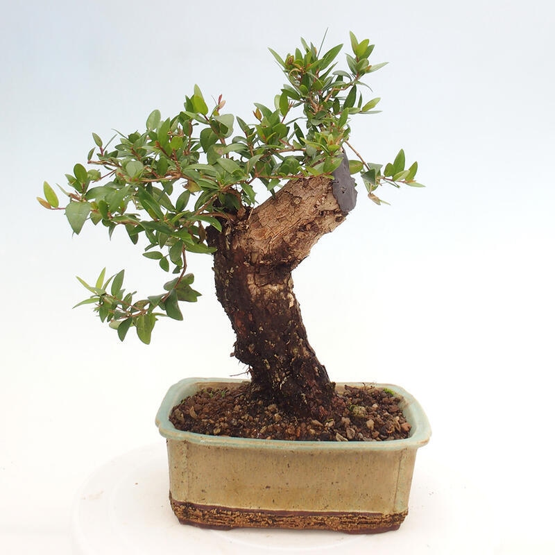 Pokojová bonsai - Myrtus communis - Myrta obecná