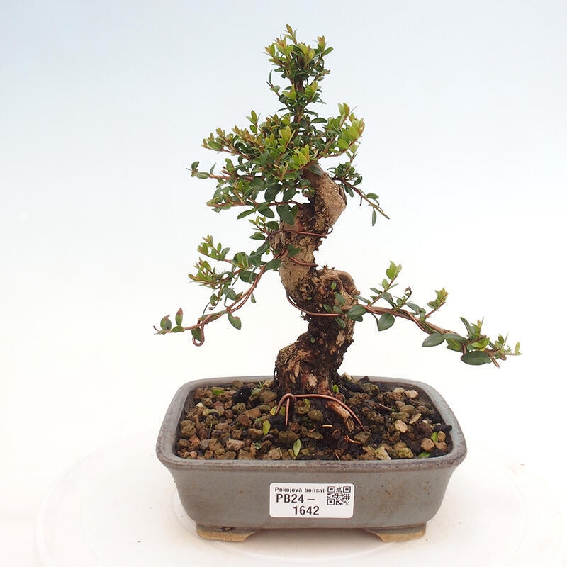 Pokojová bonsai - Myrtus communis - Myrta obecná