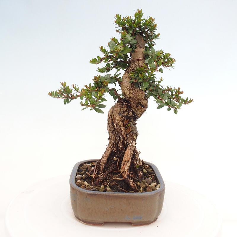 Pokojová bonsai - Myrtus communis - Myrta obecná