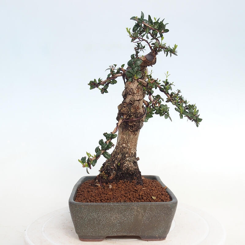 Pokojová bonsai - Myrtus communis - Myrta obecná