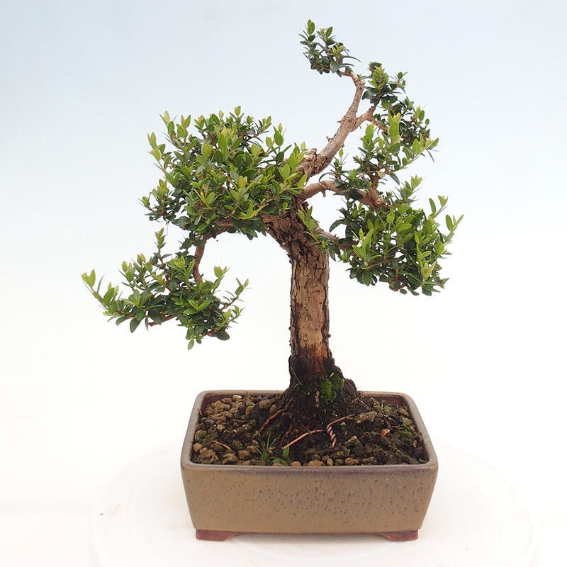 Pokojová bonsai - Myrtus communis - Myrta obecná