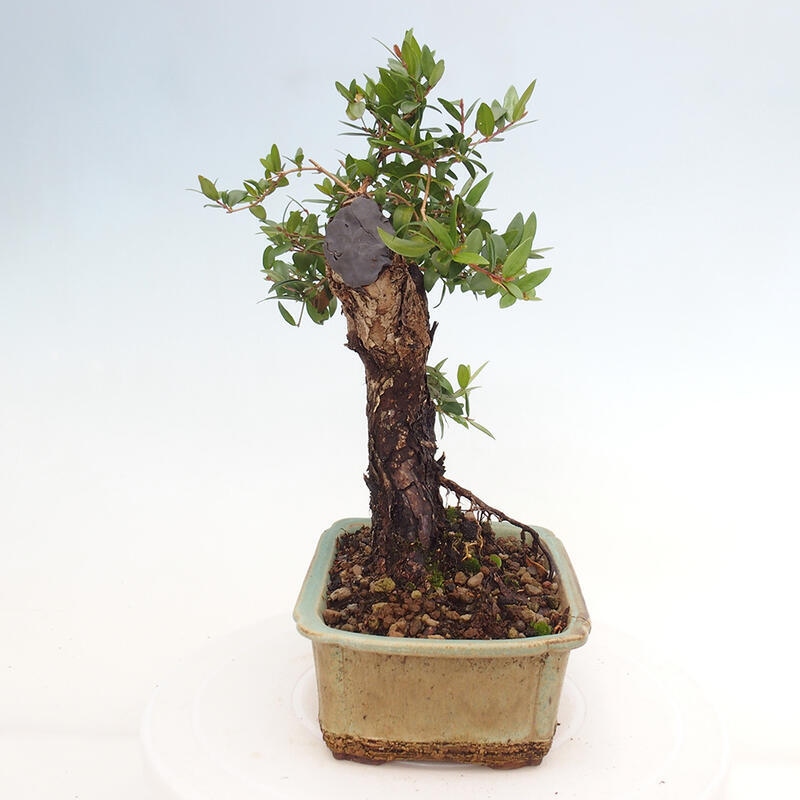 Pokojová bonsai - Myrtus communis - Myrta obecná