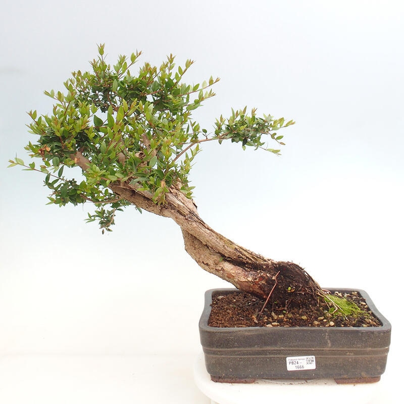 Pokojová bonsai - Myrtus communis - Myrta obecná