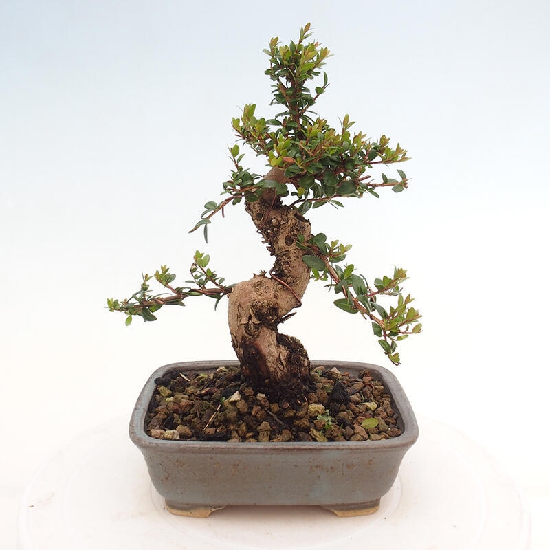 Pokojová bonsai - Myrtus communis - Myrta obecná