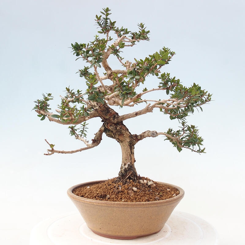 Pokojová bonsai - Myrtus communis - Myrta obecná