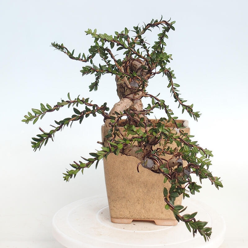 Pokojová bonsai - Myrtus communis - Myrta obecná