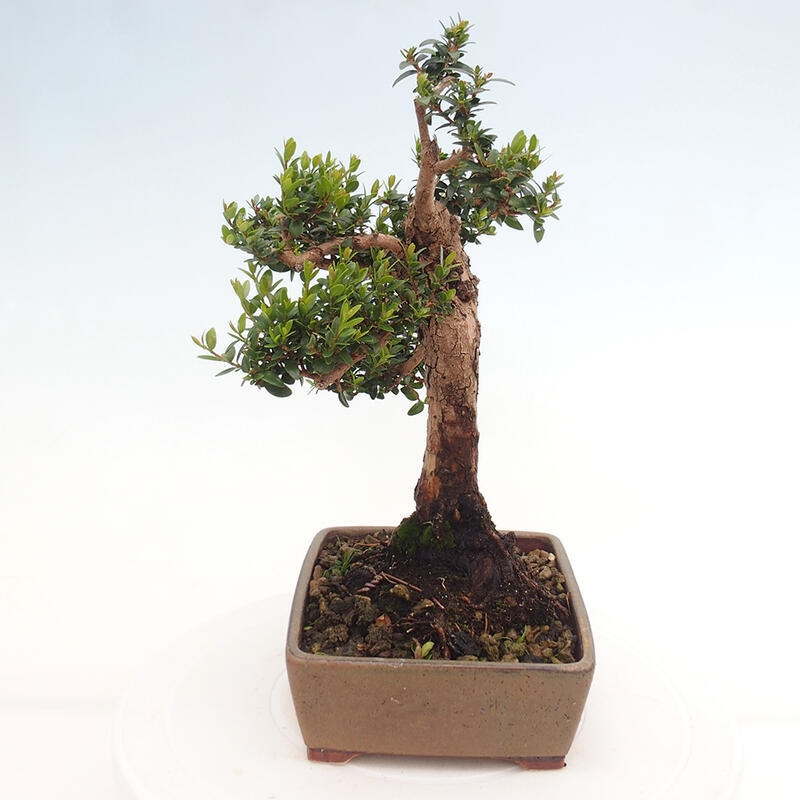 Pokojová bonsai - Myrtus communis - Myrta obecná