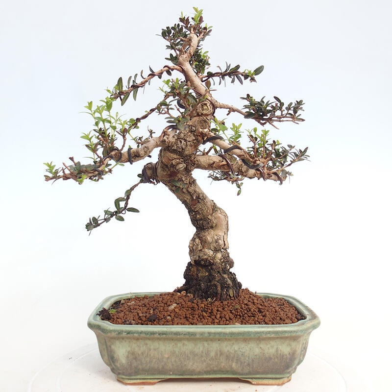 Pokojová bonsai - Myrtus communis - Myrta obecná