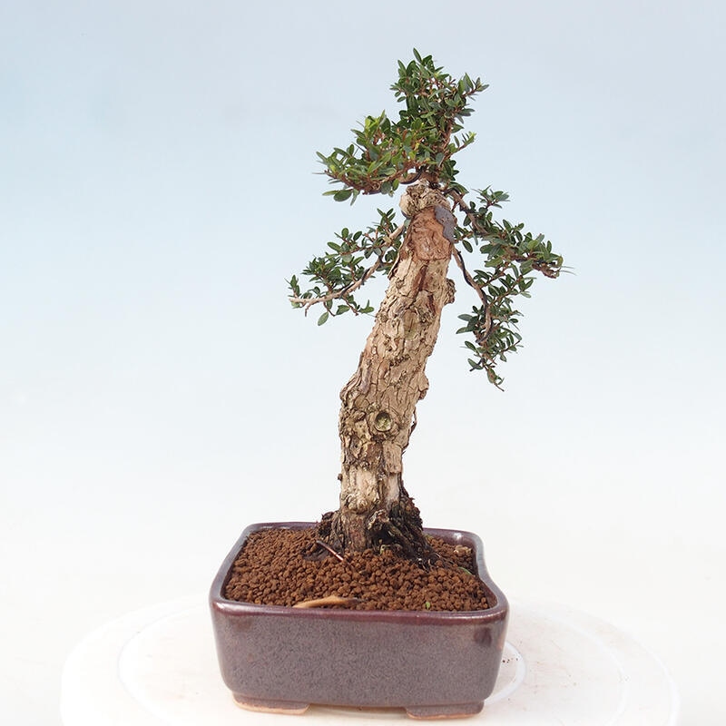 Pokojová bonsai - Myrtus communis - Myrta obecná