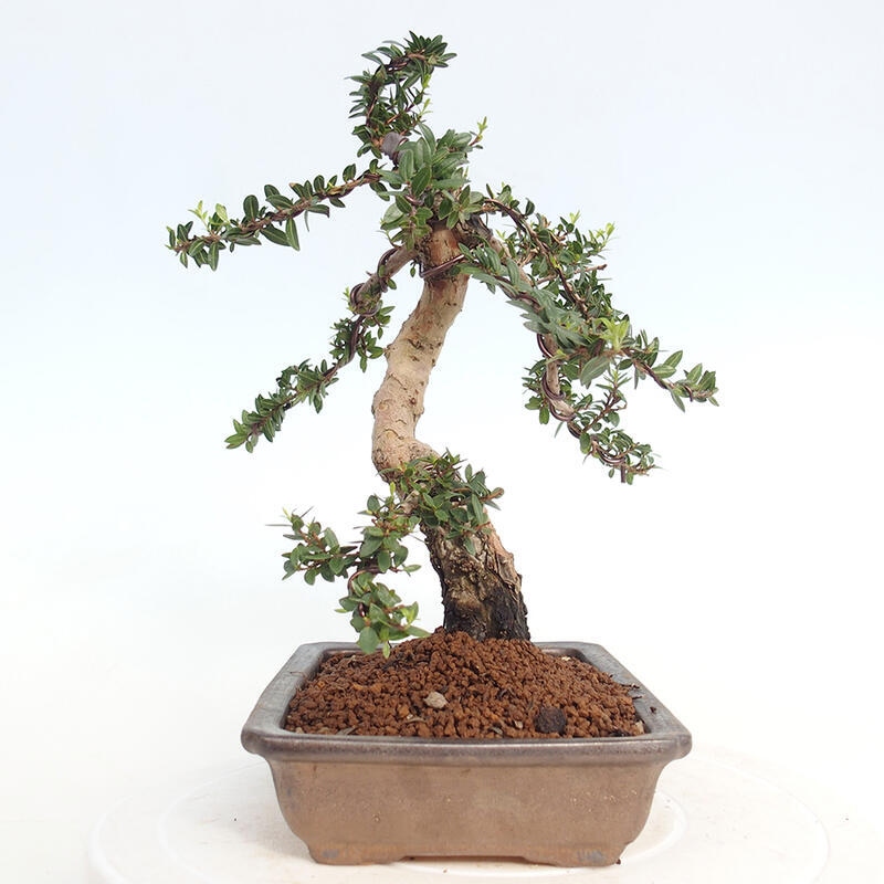 Pokojová bonsai - Myrtus communis - Myrta obecná