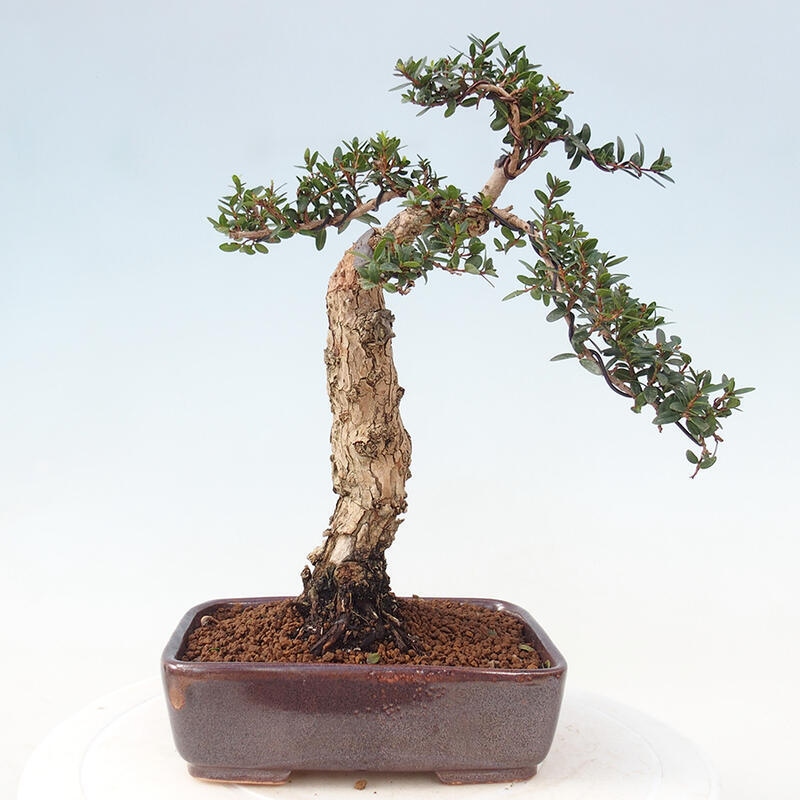 Pokojová bonsai - Myrtus communis - Myrta obecná