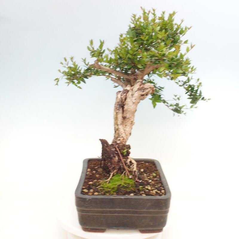 Pokojová bonsai - Myrtus communis - Myrta obecná