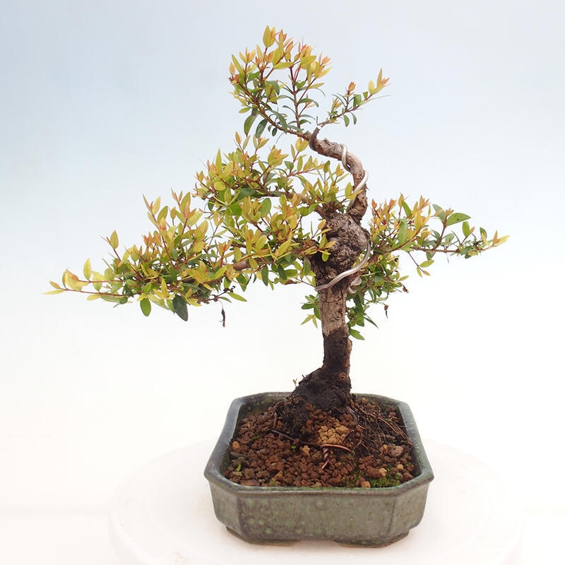 Pokojová bonsai - Myrtus communis - Myrta obecná