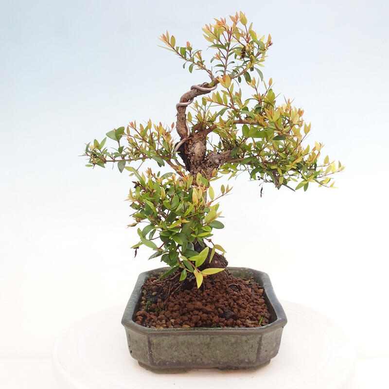 Pokojová bonsai - Myrtus communis - Myrta obecná