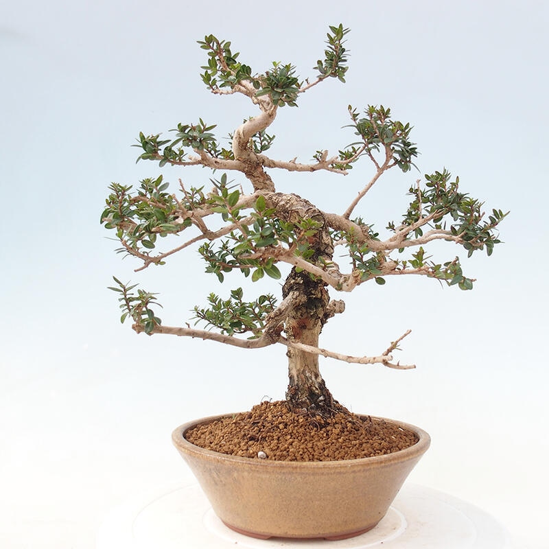 Pokojová bonsai - Myrtus communis - Myrta obecná