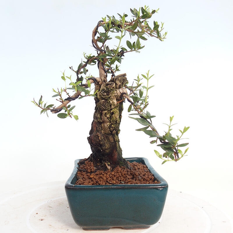 Pokojová bonsai - Myrtus communis - Myrta obecná