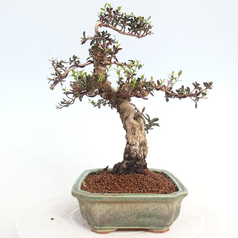 Pokojová bonsai - Myrtus communis - Myrta obecná