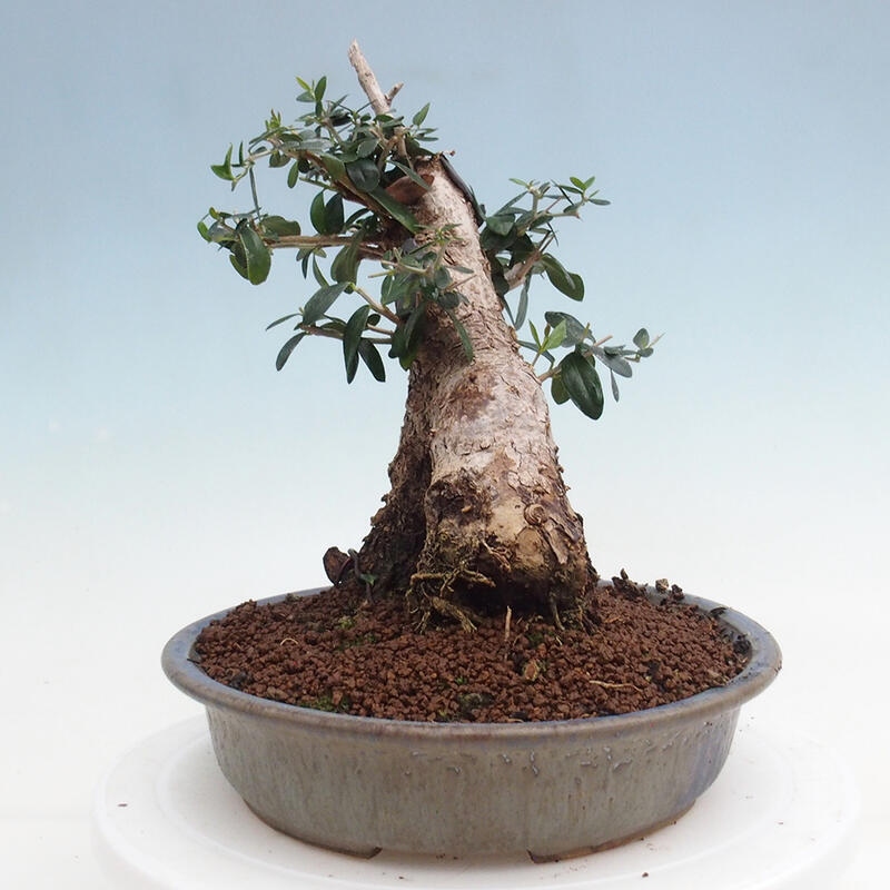 Pokojová bonsai - Olea europaea sylvestris -Oliva evropská drobnolistá