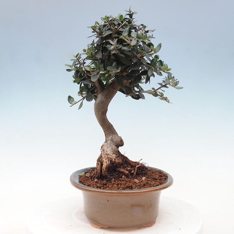 Pokojová bonsai - Olea europaea sylvestris -Oliva evropská drobnolistá