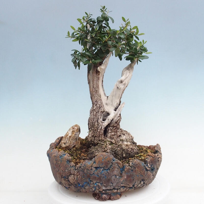 Pokojová bonsai - Olea europaea sylvestris -Oliva evropská drobnolistá