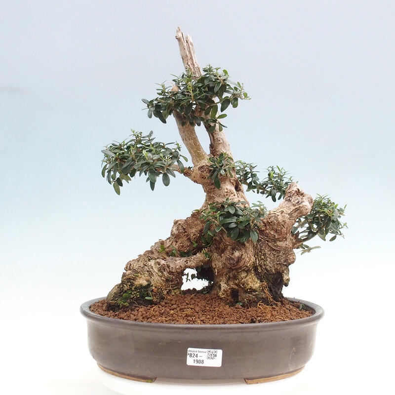 Pokojová bonsai - Olea europaea sylvestris -Oliva evropská drobnolistá