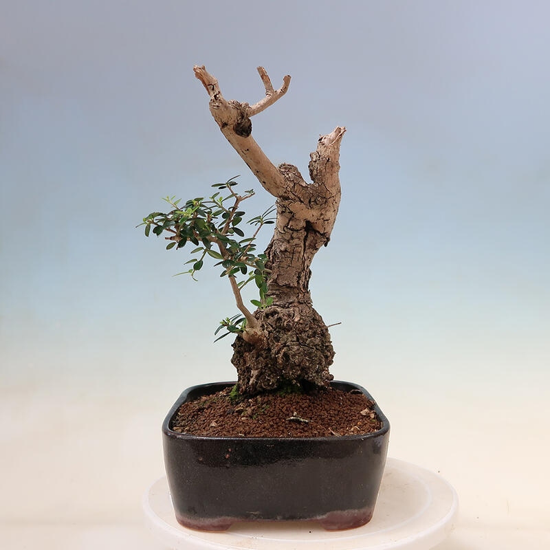 Pokojová bonsai - Olea europaea sylvestris -Oliva evropská drobnolistá