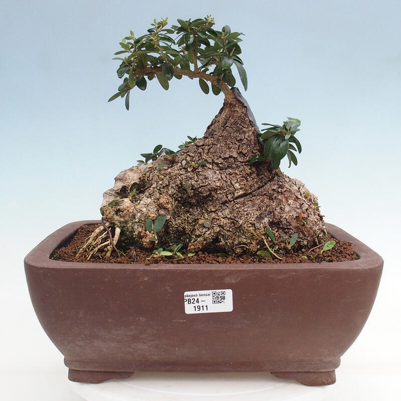 Pokojová bonsai - Olea europaea sylvestris -Oliva evropská drobnolistá