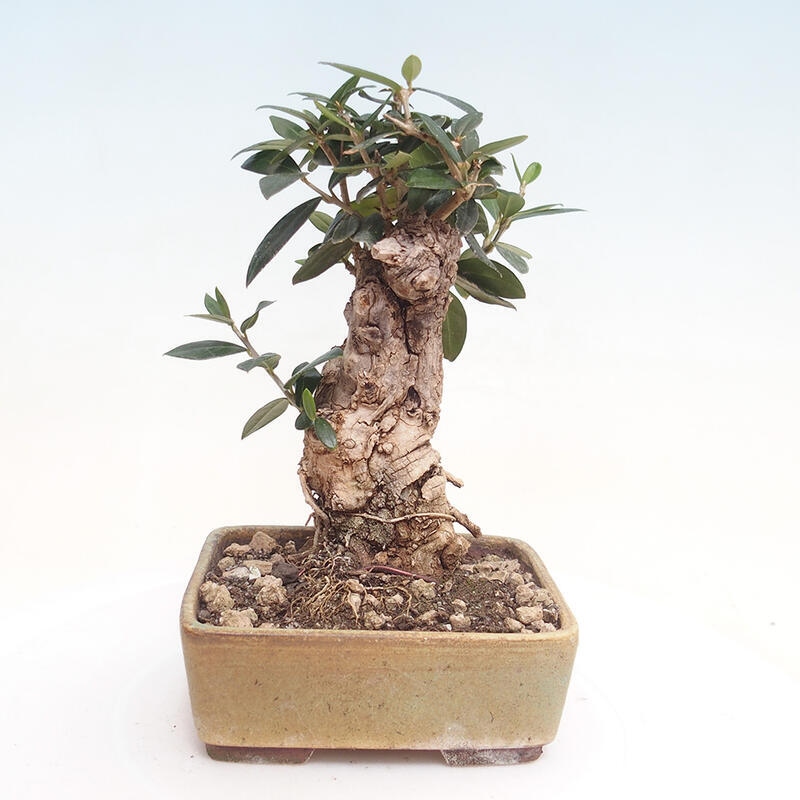 Pokojová bonsai - Olea europaea sylvestris -Oliva evropská drobnolistá