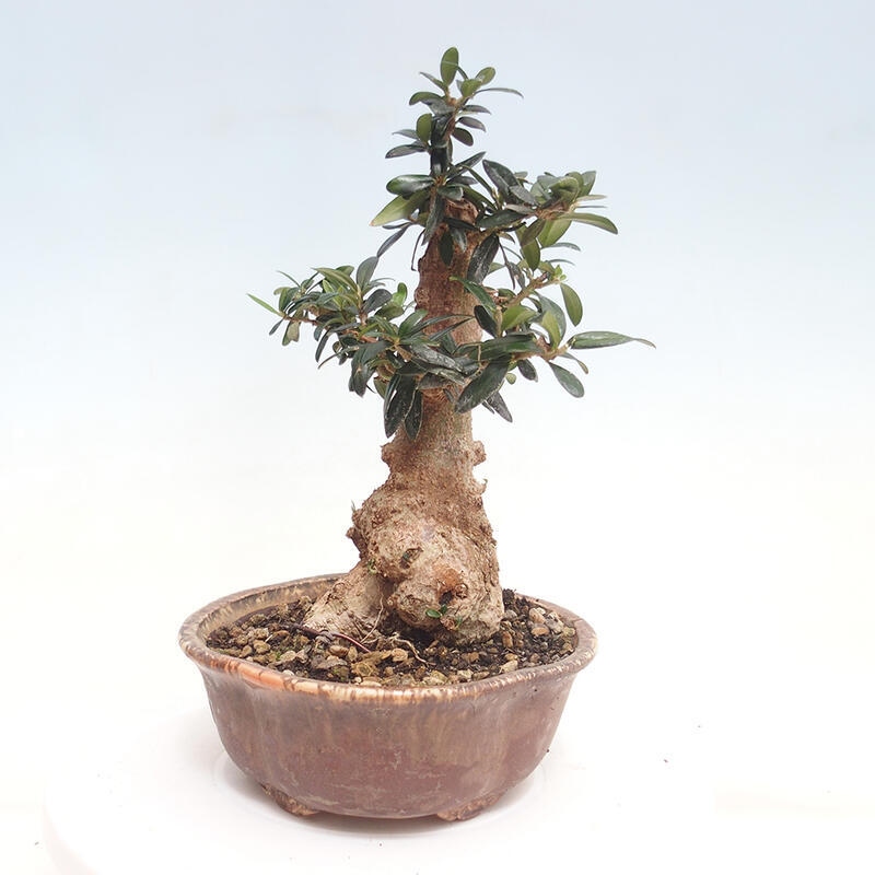 Pokojová bonsai - Olea europaea sylvestris -Oliva evropská drobnolistá