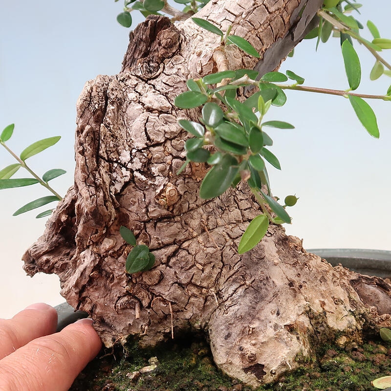 Pokojová bonsai - Olea europaea sylvestris -Oliva evropská drobnolistá