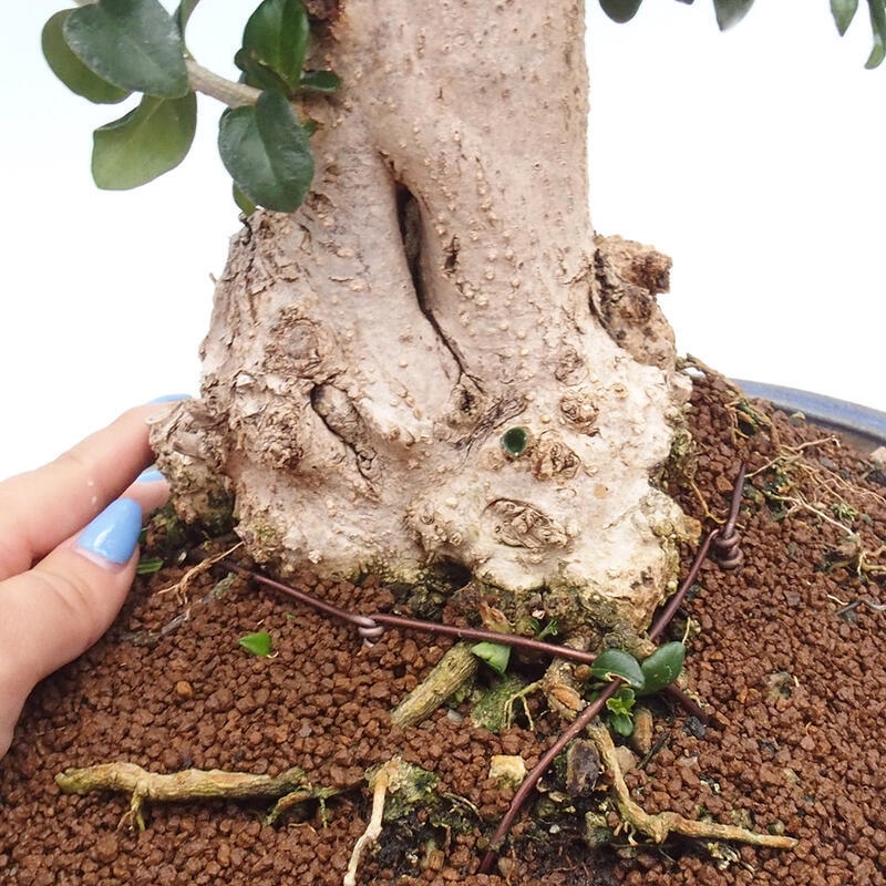 Pokojová bonsai - Olea europaea sylvestris -Oliva evropská drobnolistá