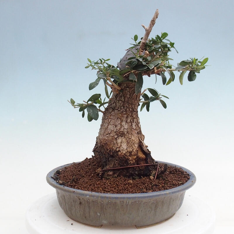 Pokojová bonsai - Olea europaea sylvestris -Oliva evropská drobnolistá