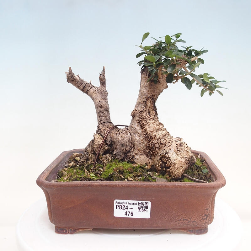 Pokojová bonsai - Olea europaea sylvestris -Oliva evropská drobnolistá