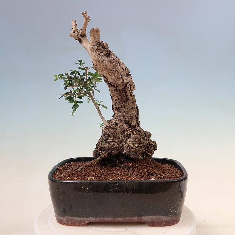 Pokojová bonsai - Olea europaea sylvestris -Oliva evropská drobnolistá