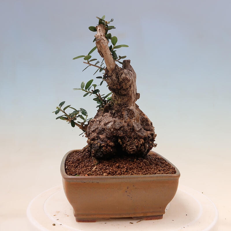 Pokojová bonsai - Olea europaea sylvestris -Oliva evropská drobnolistá