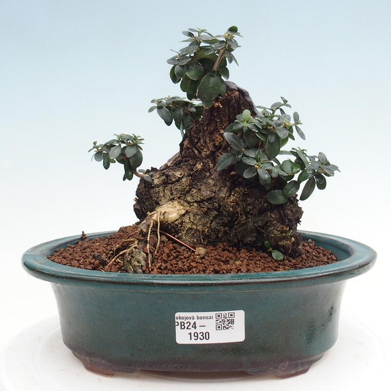 Pokojová bonsai - Olea europaea sylvestris -Oliva evropská drobnolistá