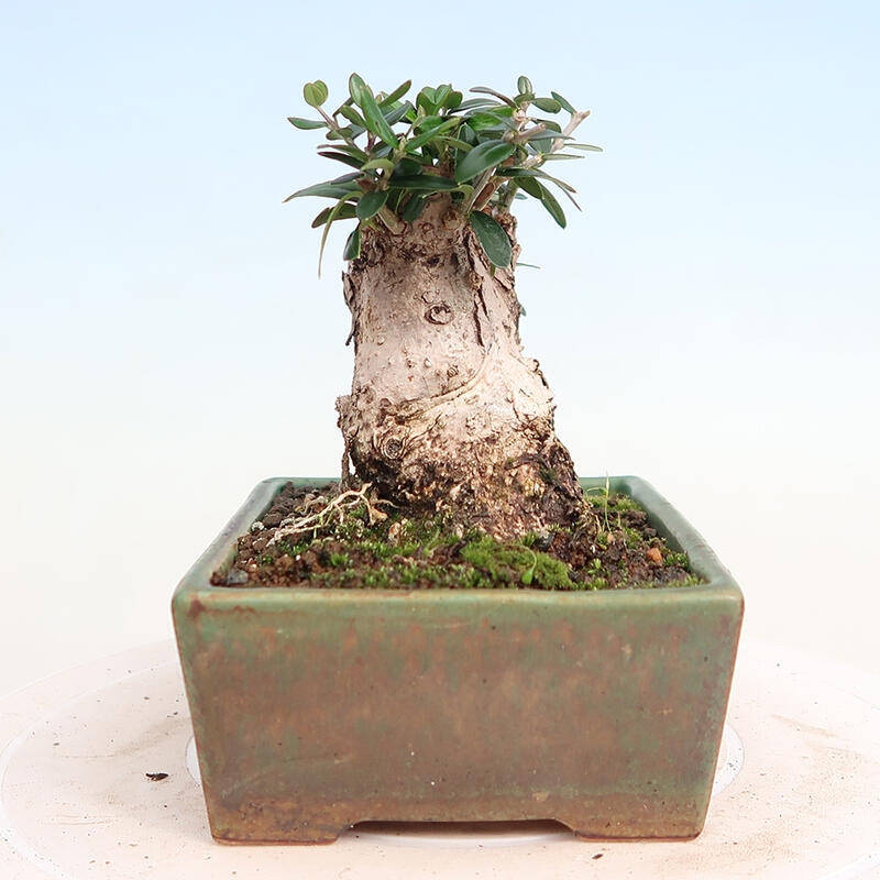 Pokojová bonsai - Olea europaea sylvestris -Oliva evropská drobnolistá