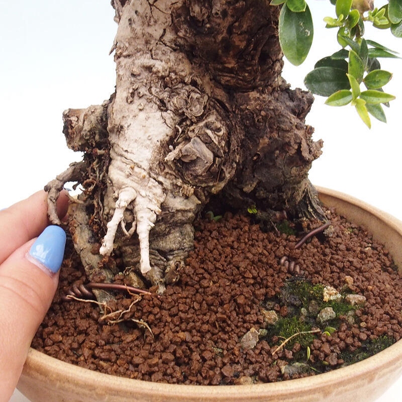 Pokojová bonsai - Olea europaea sylvestris -Oliva evropská drobnolistá