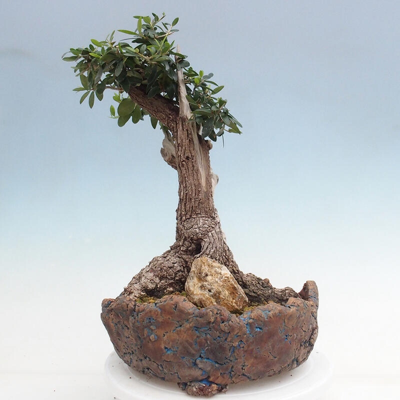 Pokojová bonsai - Olea europaea sylvestris -Oliva evropská drobnolistá