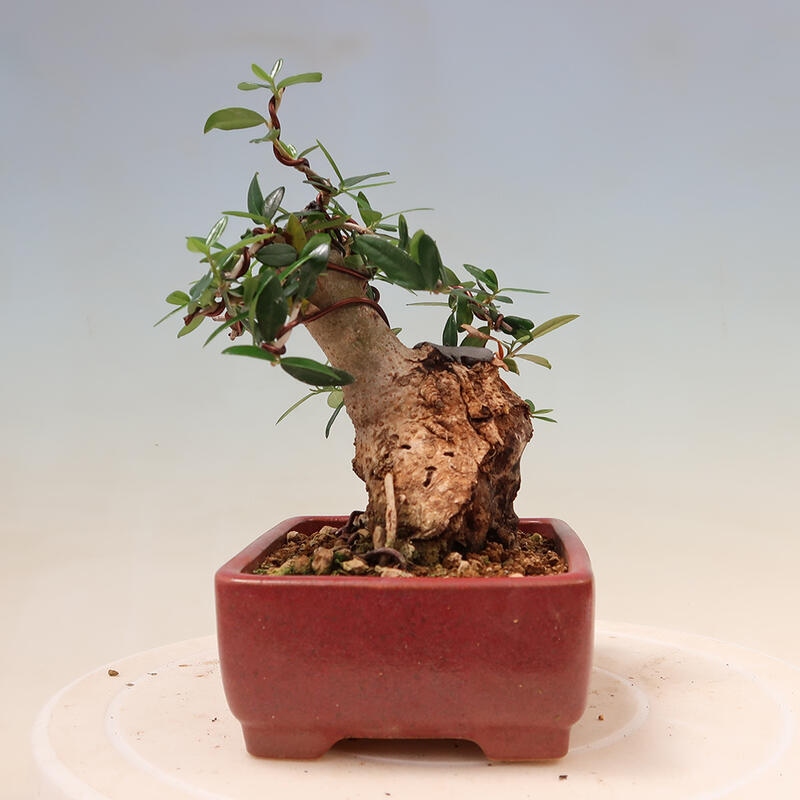 Pokojová bonsai - Olea europaea sylvestris -Oliva evropská drobnolistá