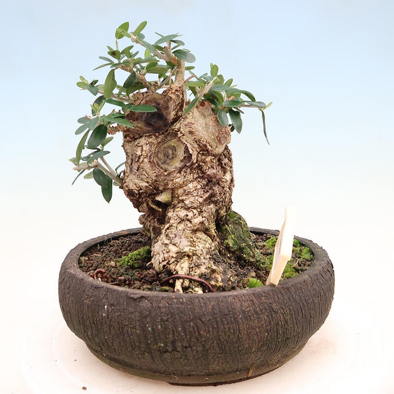 Pokojová bonsai - Olea europaea sylvestris -Oliva evropská drobnolistá