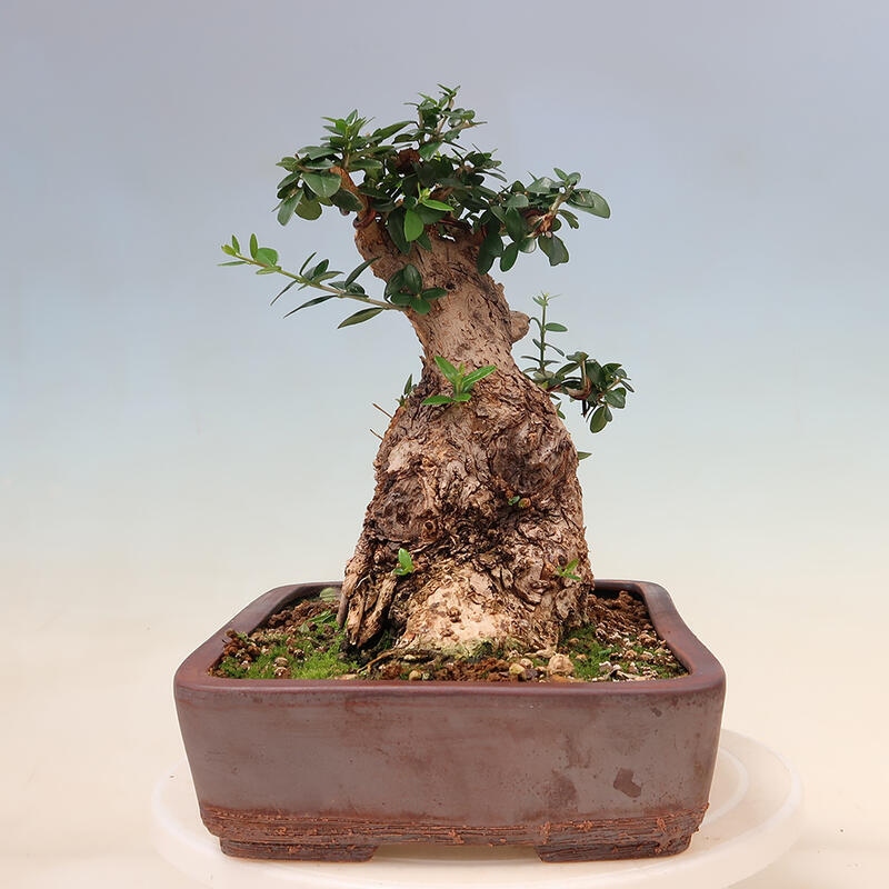 Pokojová bonsai - Olea europaea sylvestris -Oliva evropská drobnolistá