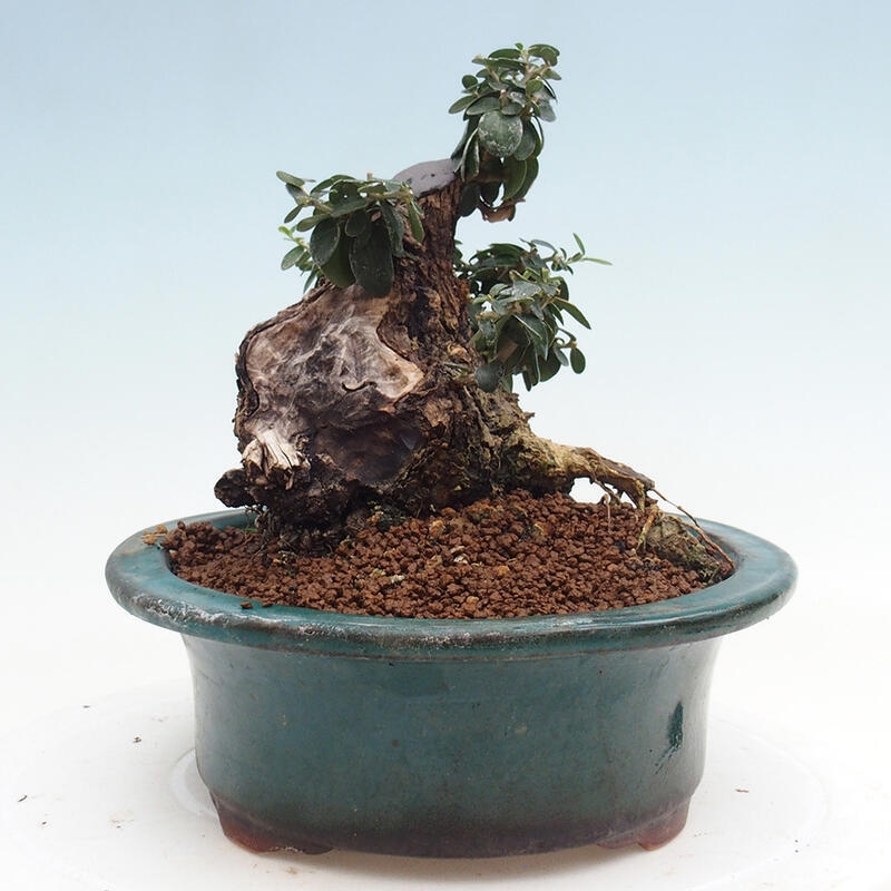 Pokojová bonsai - Olea europaea sylvestris -Oliva evropská drobnolistá