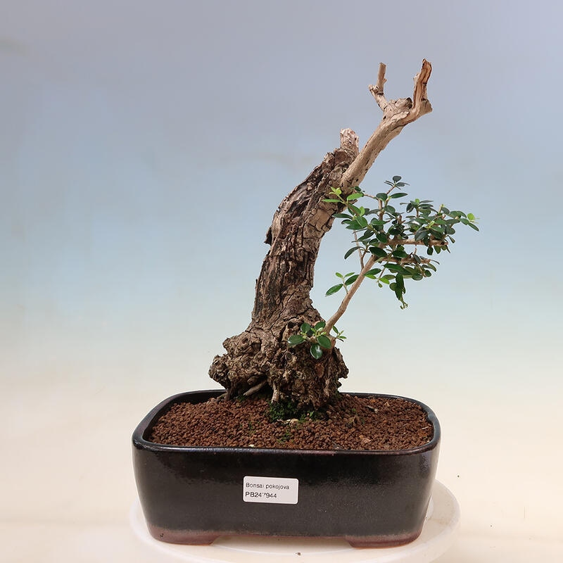 Pokojová bonsai - Olea europaea sylvestris -Oliva evropská drobnolistá