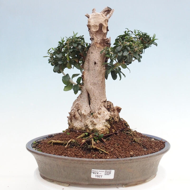 Pokojová bonsai - Olea europaea sylvestris -Oliva evropská drobnolistá