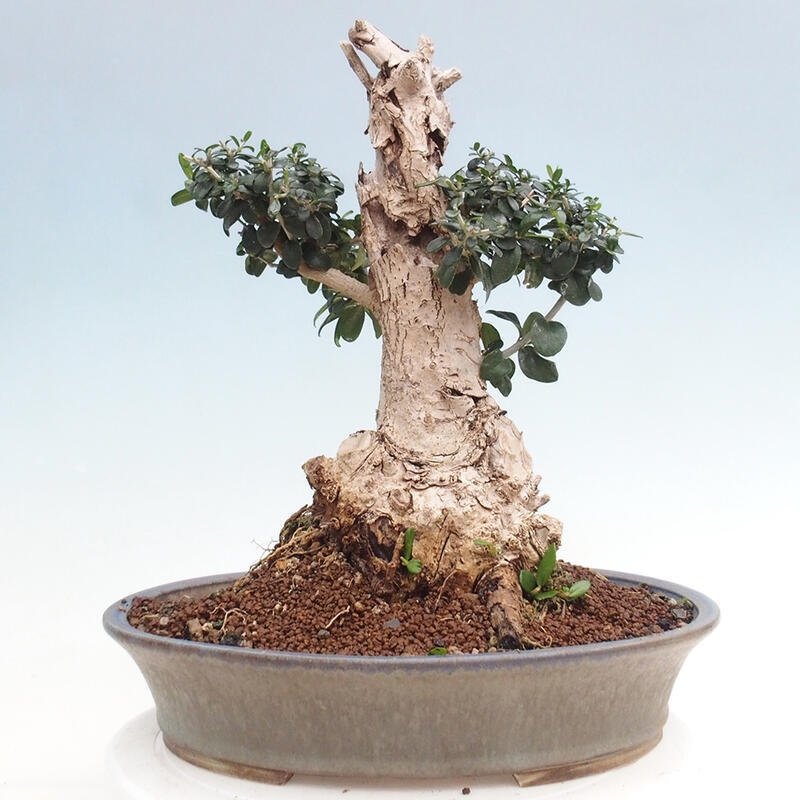 Pokojová bonsai - Olea europaea sylvestris -Oliva evropská drobnolistá