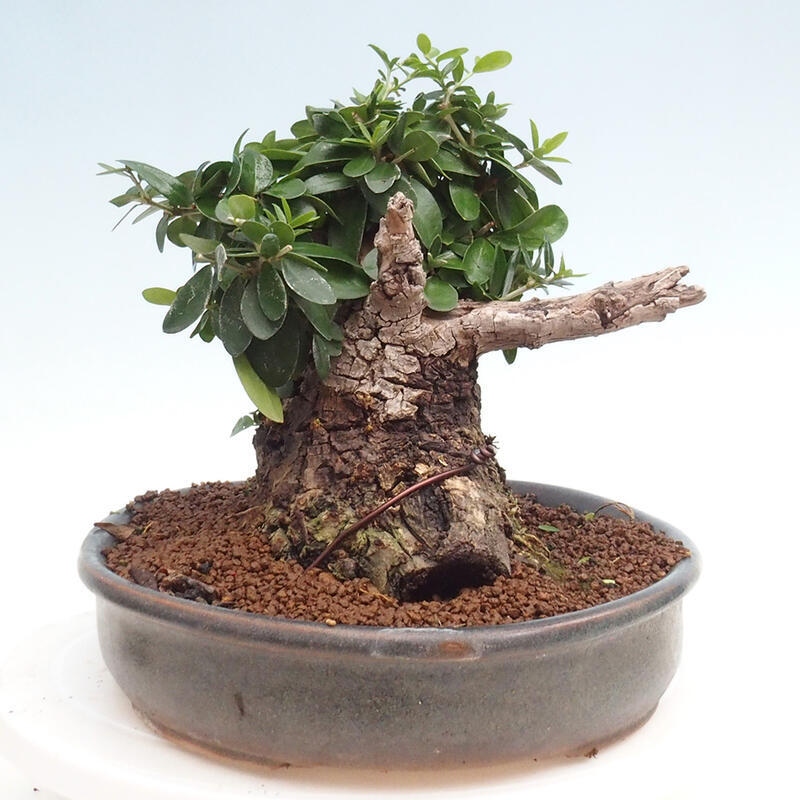 Pokojová bonsai - Olea europaea sylvestris -Oliva evropská drobnolistá